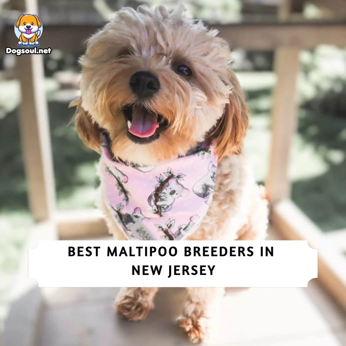 The 7 Best Maltipoo Breeders in New Jersey (2024)