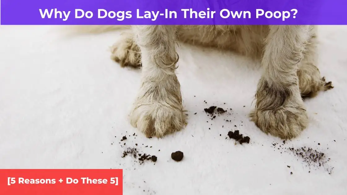 Why Do Dogs Lay In Their Own Poop? [5 Reasons + Do These 5 Things]