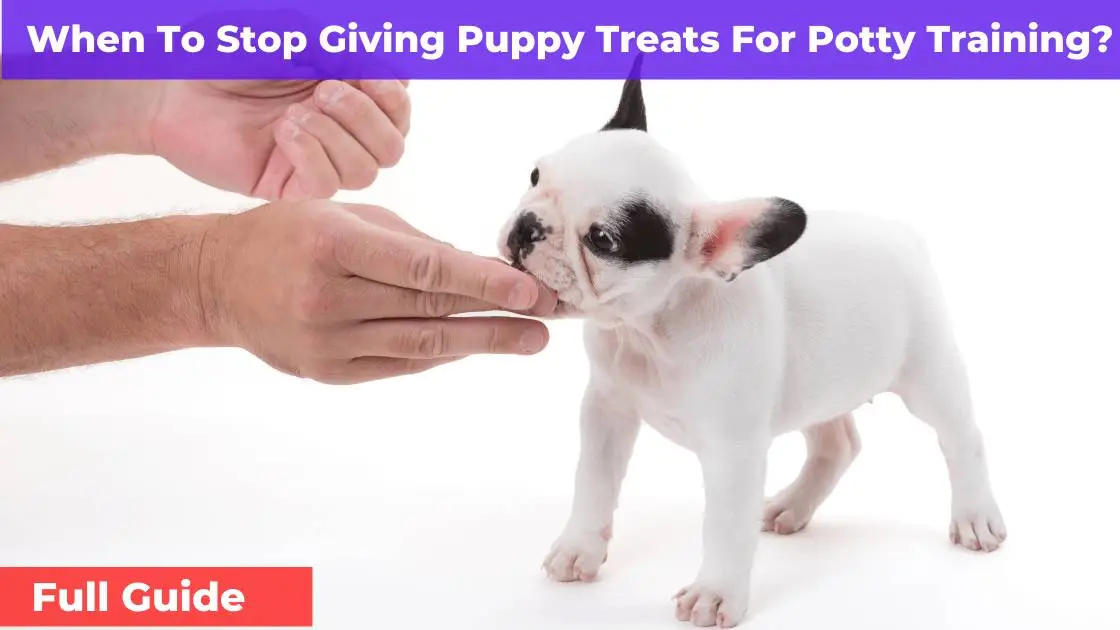 When To Stop Giving Puppy Treats For Potty Training