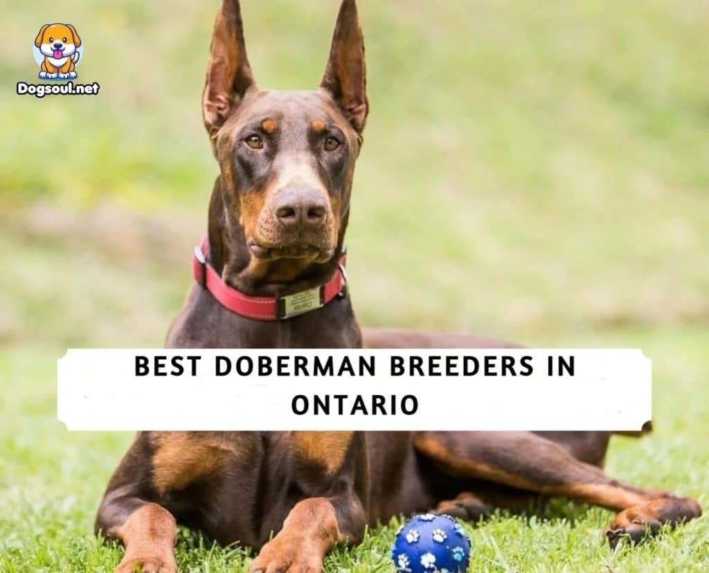 Doberman Breeders in Ontario