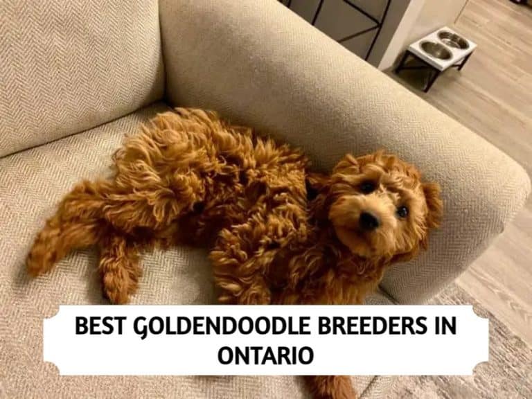 The 12 Most Reputable Goldendoodle Breeders In Ontario In 2024