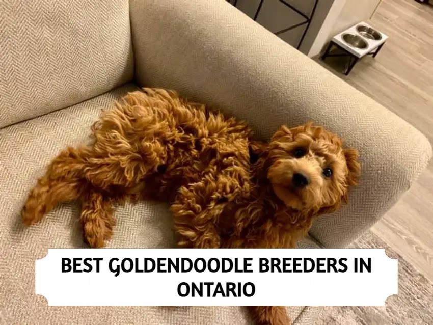 Goldendoodle Breeders in Ontario