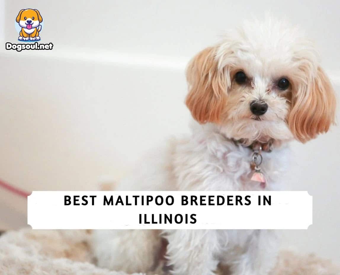 Maltipoo Size Chart With 11,700 Maltipoo Weight Data, 45 OFF