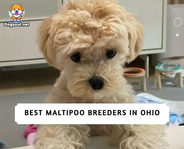 The 5 Best Maltipoo Breeders in Ohio (2024)