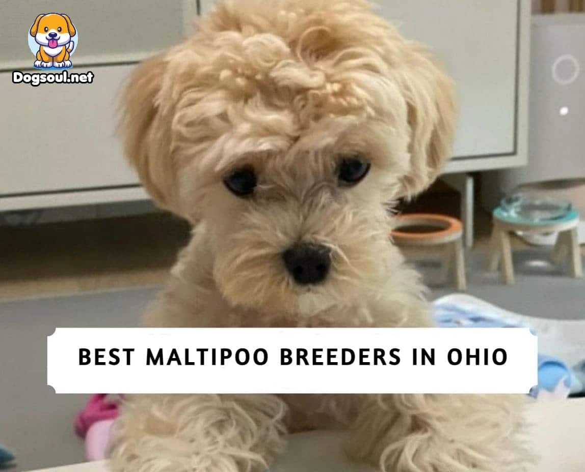 The 5 Best Maltipoo Breeders in Ohio (2024)
