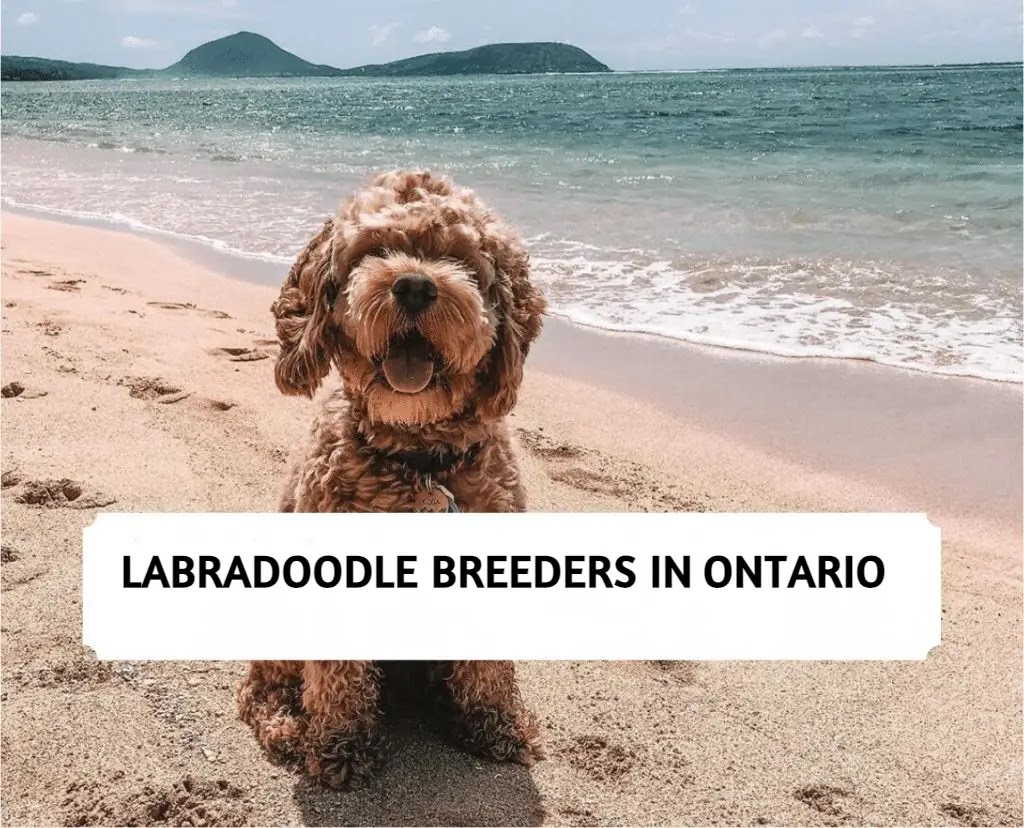 Labradoodle Breeders in Ontario