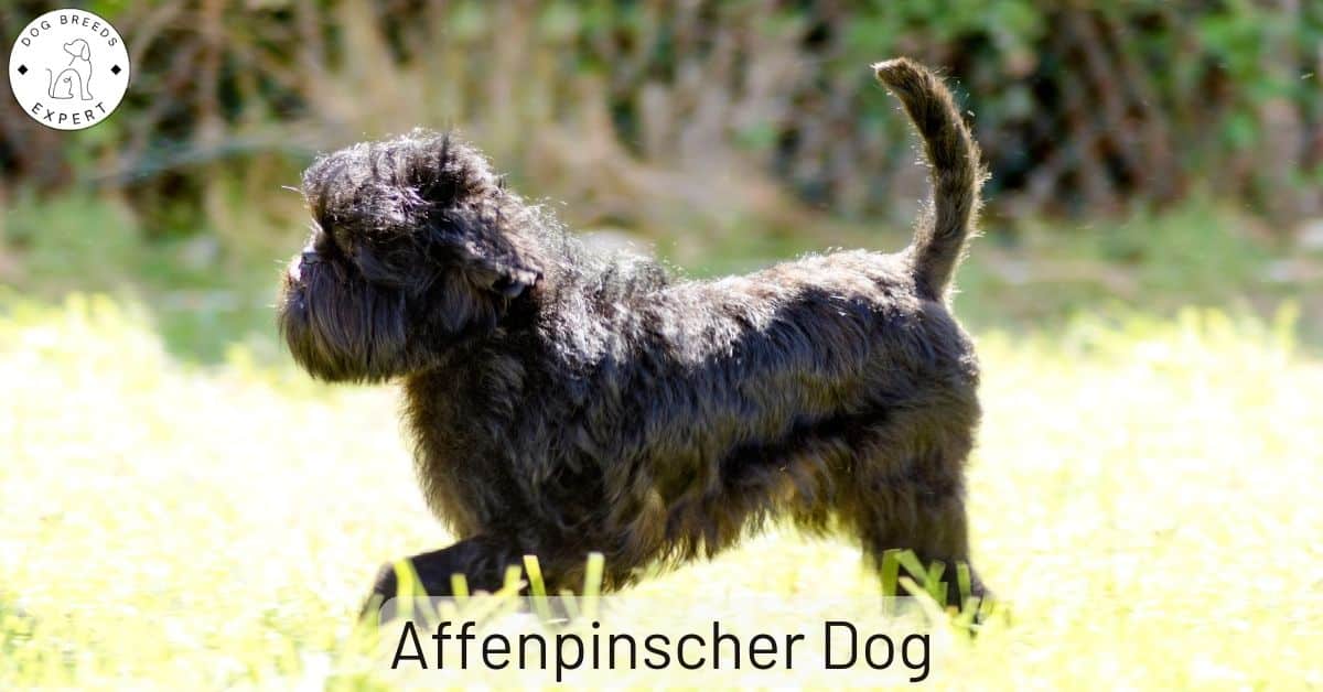 The Affenpinscher Dog Breed Everything About the Monkey Dog!