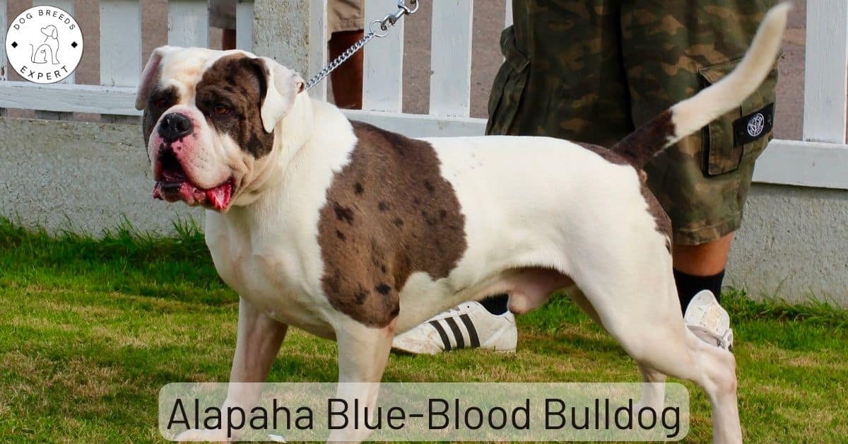 The Alapaha Blue Blood Bulldog - Official Info and Facts