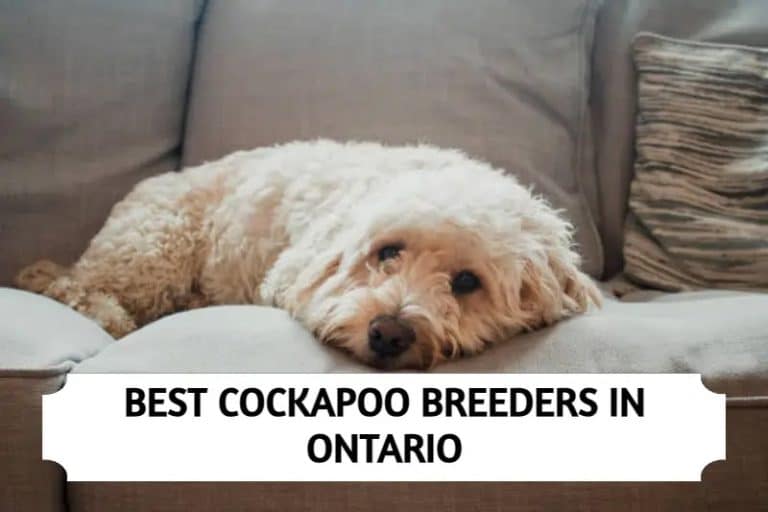 The 8 Best Cockapoo Breeders in Ontario (2024)