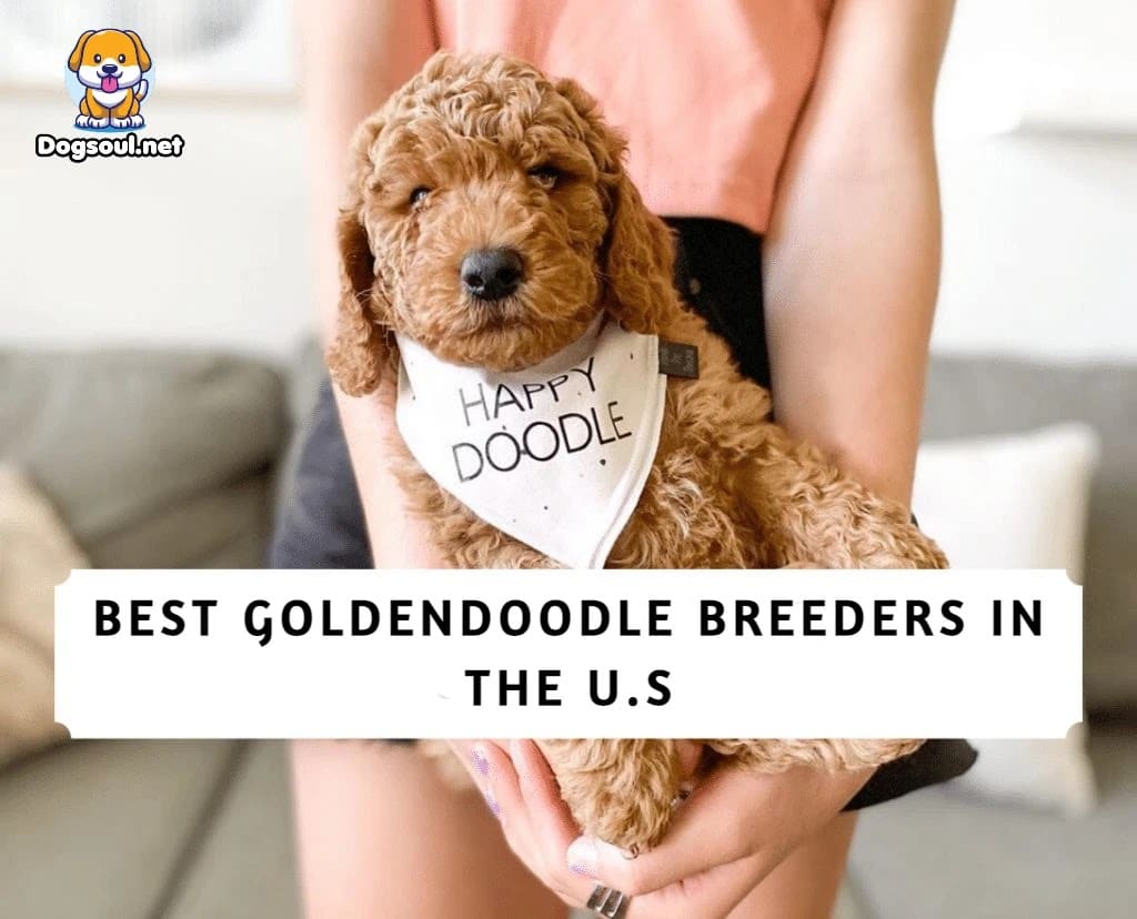 The 15 Best Goldendoodle Breeders In USA (2023)