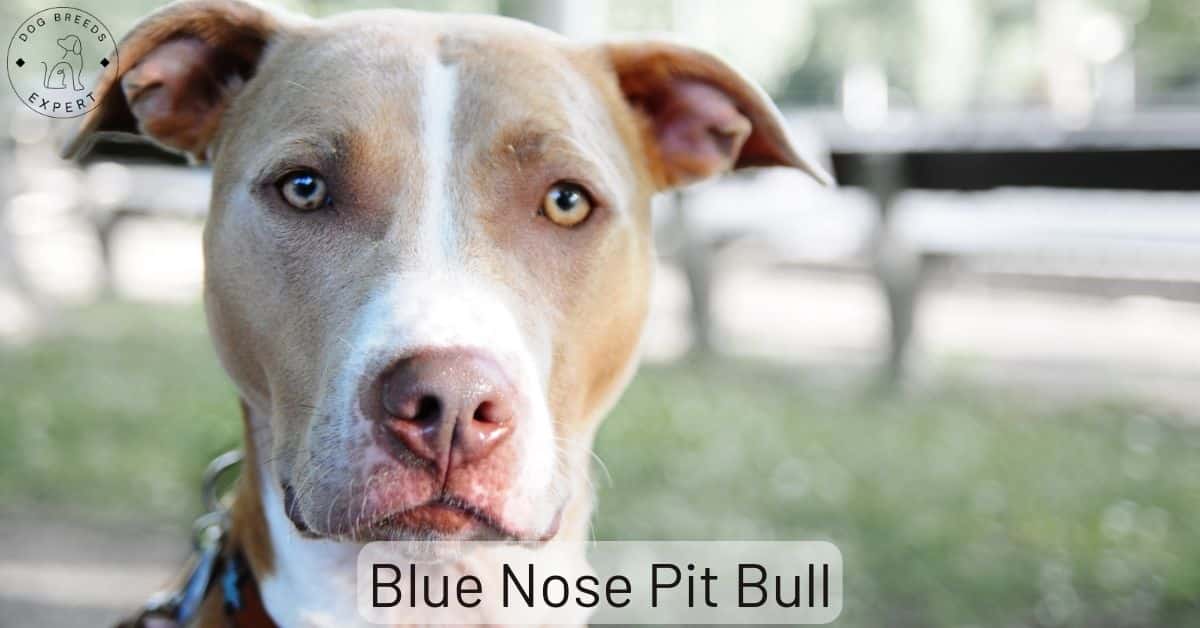 Blue Nose Pit Bulls: Important Facts You Should Know