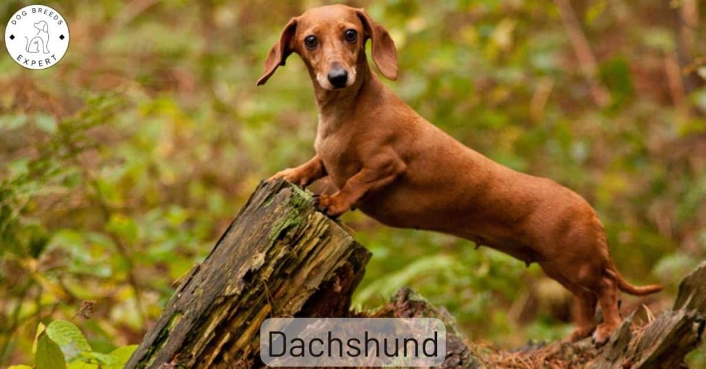 The Dachshund Dog Breed - Discover the 6 Different Varieties!
