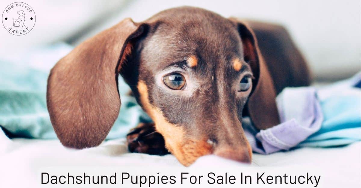 Dachshund Puppies For Sale In Kentucky List of 5 Local Breeders