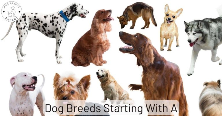 Dog Breeds List L : All Breeds Beginning With The Letter L