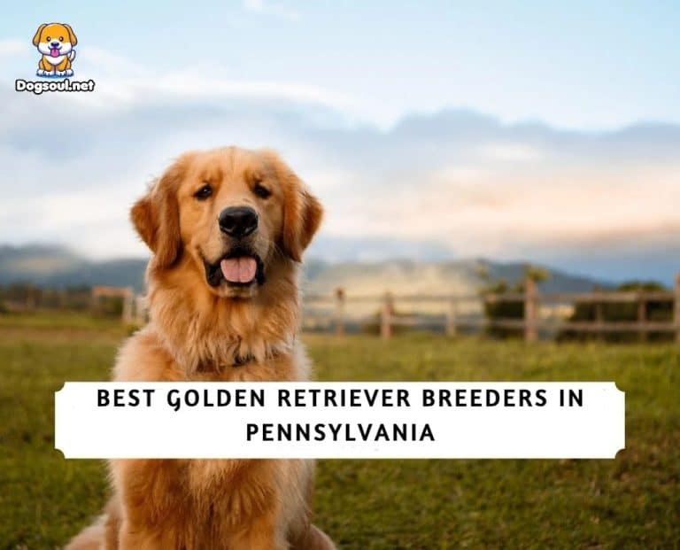 The 13 Best Golden Retriever Breeders in Pennsylvania (2024)
