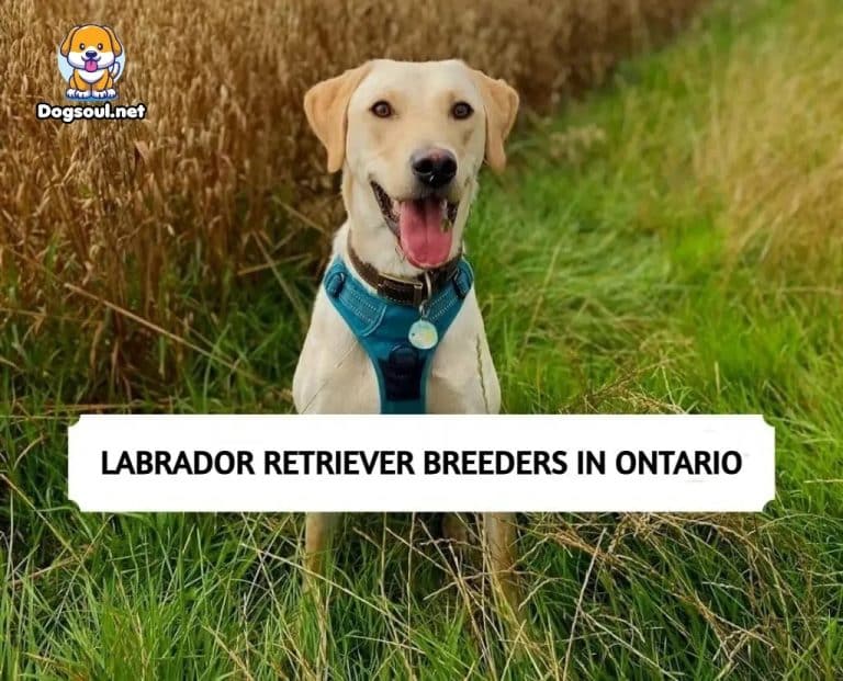 The 9 Best Labrador Breeders in Ontario (2024)