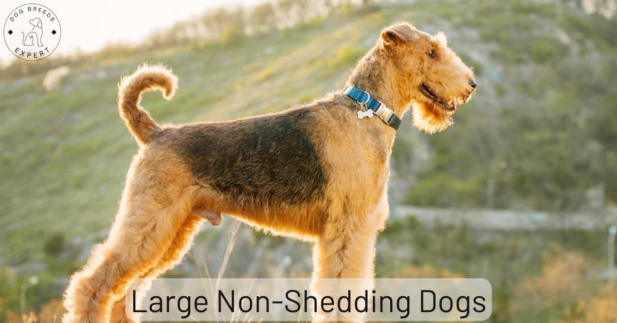 Large Non-Shedding Dogs - Good for owners with allergies?