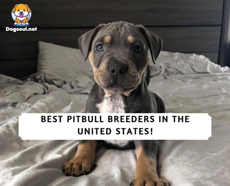 The 15 Best Pitbull Breeders In USA (2024)