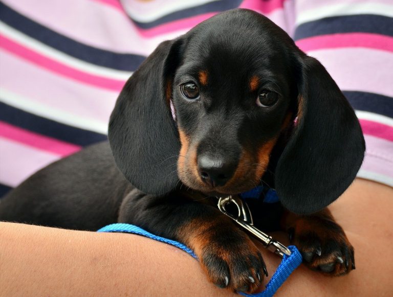Dachshund Puppies For Sale In Kentucky List of 5 Local Breeders