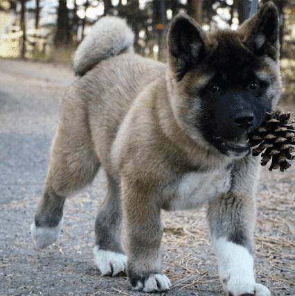 A grey American Akita puppy standing near the camera with trees in the background.