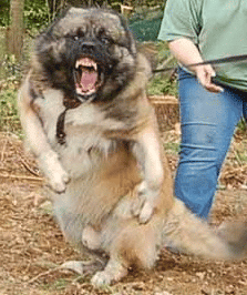 A Caucasian Shepherd Dog baring his teeth in an attack posture