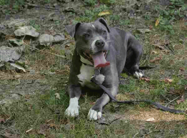 Blue Nose Pit Bulls: Important Facts You Should Know