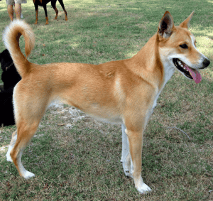 American Dingo - Carolina Dog