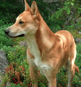 American Dingo - Carolina Dog