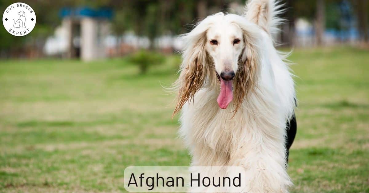 Are Afghan Hounds The Right Dog For You
