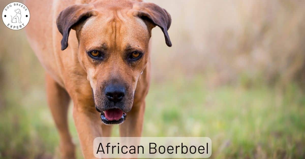 Can A Boerboel Kill A Lion