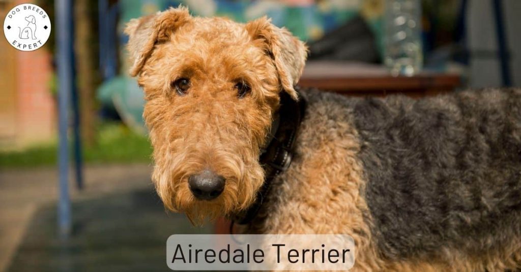 Airedale Terrier