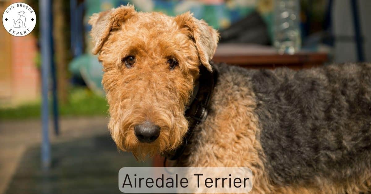 Are Airedales Good Guard Dogs