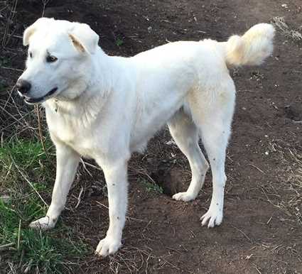 A White Akbash dog standing on brown earth, with some grass at the side