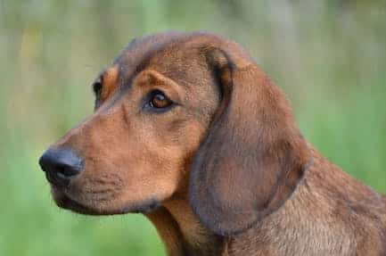 A close up pf the head of an Alpine Dachsbracke