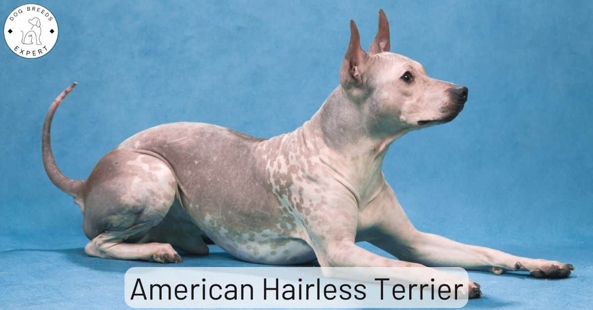 Do Hairless Dogs Smell