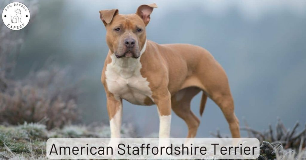 can a american staffordshire terrier guard a home