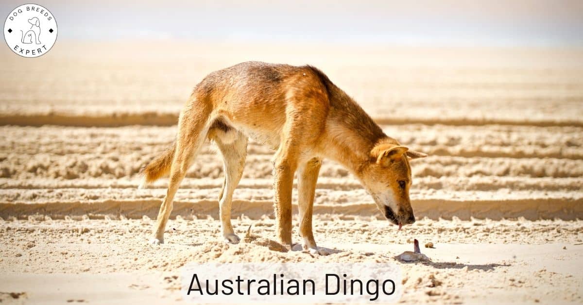 Can Dingos Be Tamed