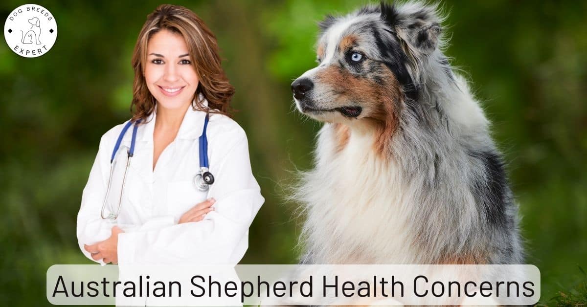 Are Australian Shepherds Bad For Allergies