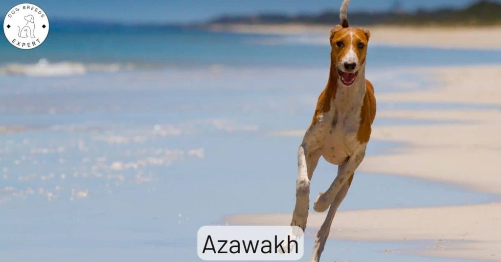 Azawakh Dog