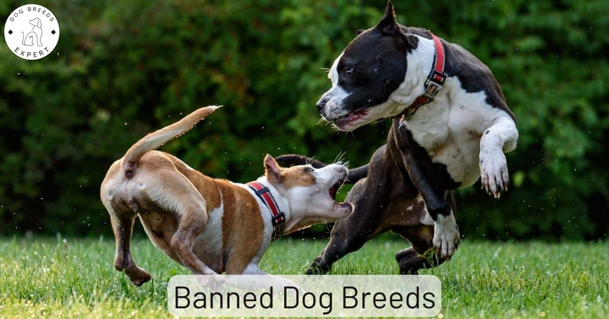 are american bulldogs banned