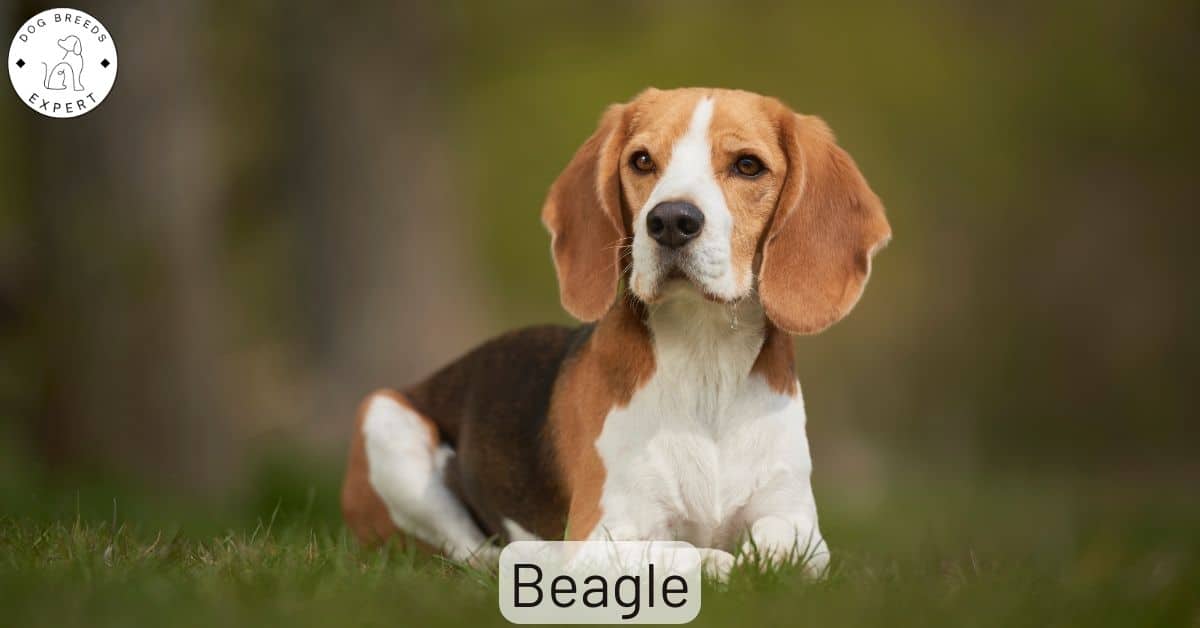 best activities for beagles