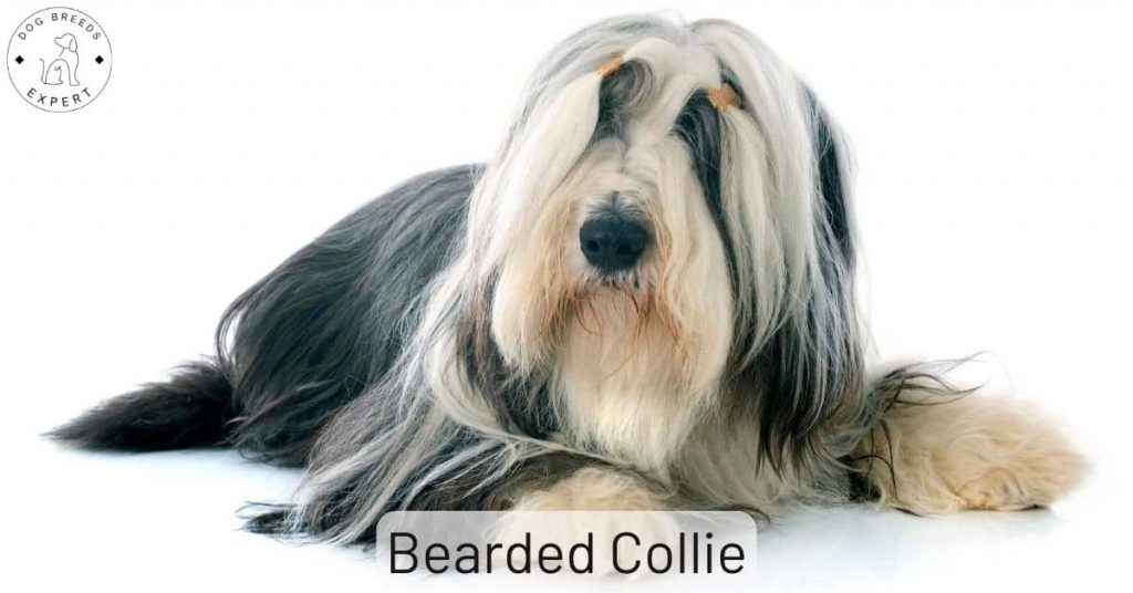 Bearded Collie