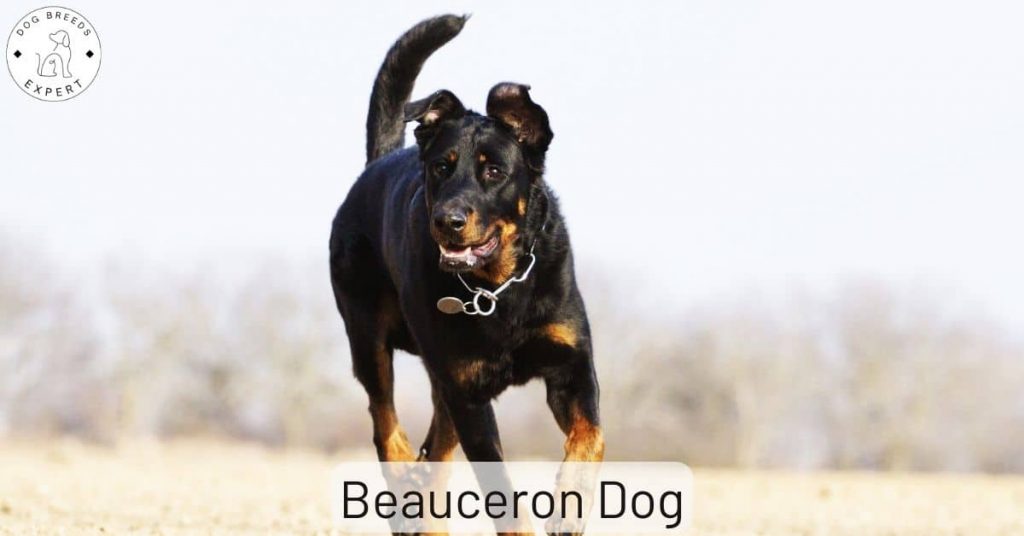Beauceron Dog
