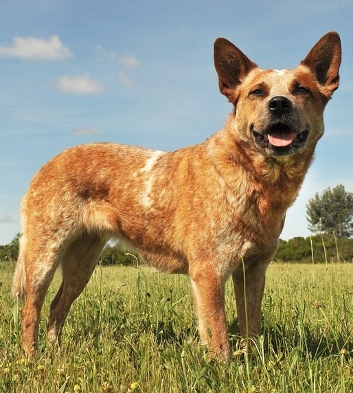 A red Blue Heeler dog standing in a field with blue sky behind