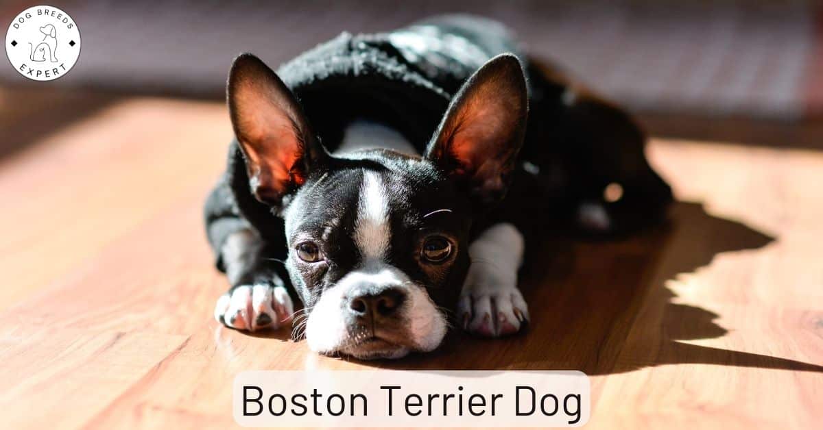 national boston terrier club website