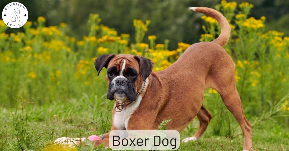 how do groomers bathe a boxer