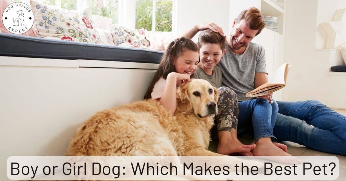 Boy Vs Girl Dogs