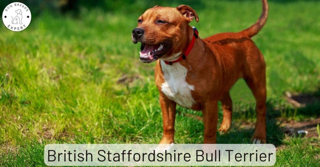 British Staffordshire Bull Terrier