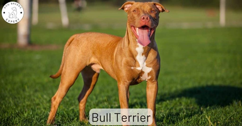 Bull Terrier