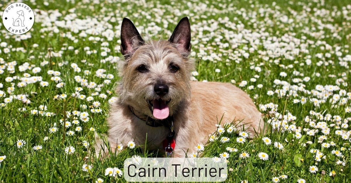 Are Cairn Terriers Good Apartment Dogs